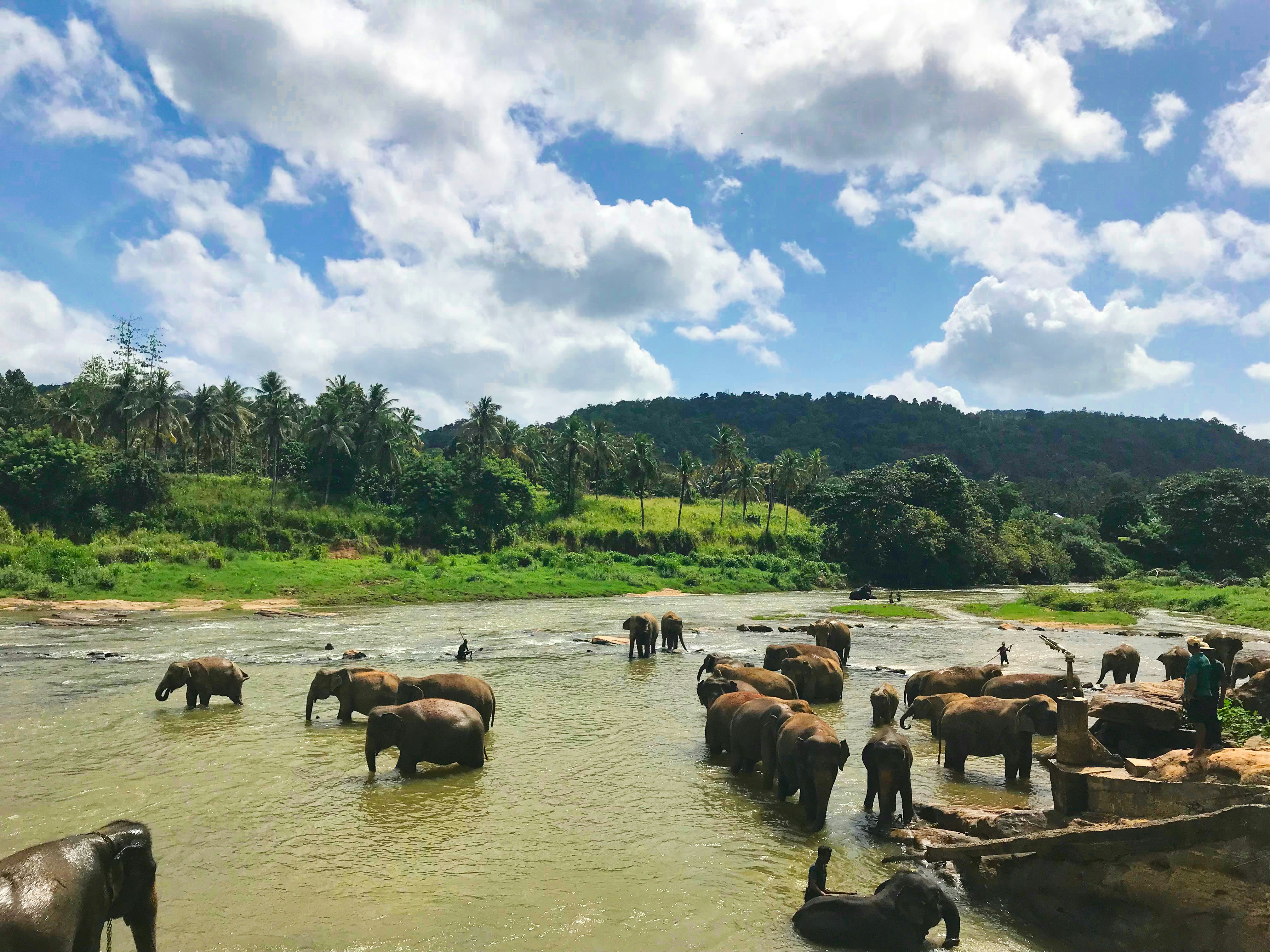 An elephant in the wild grasslands of Sri Lanka